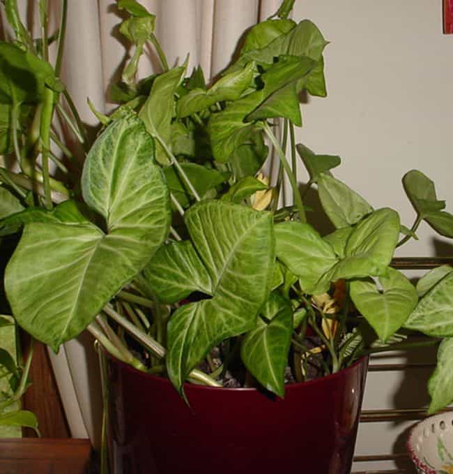 Easy to Grow Houseplants