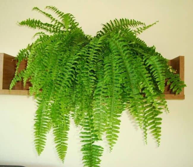 Easy to Grow Houseplants