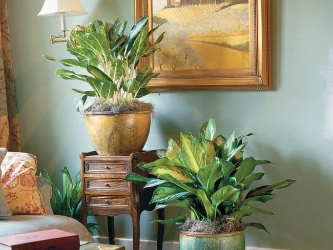 Easy to Grow Houseplants