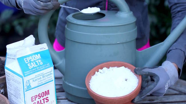 Epsom salt for garden