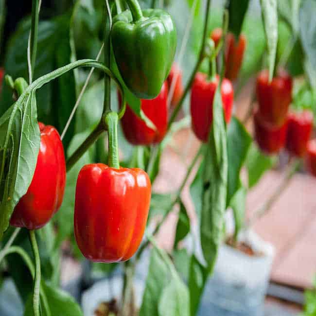 Grow Bell Peppers Indoors