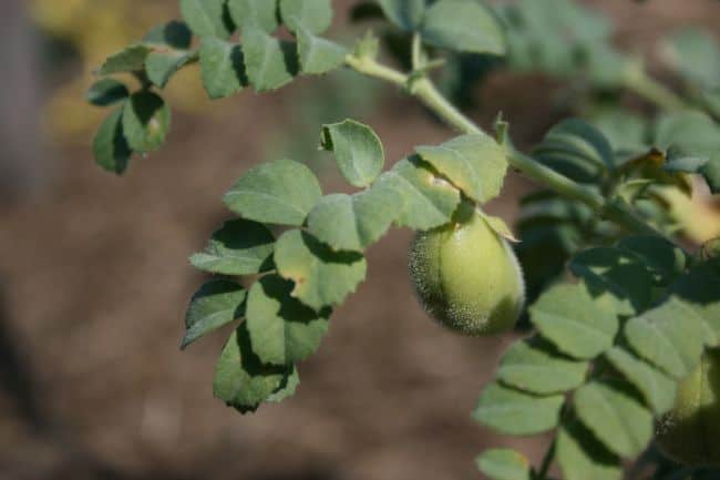 Growing Garbanzo Beans