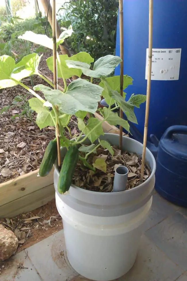 Growing Cucumbers