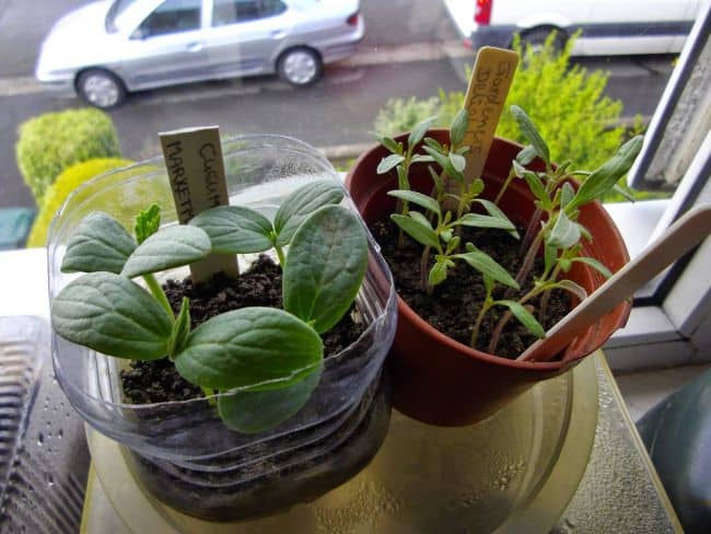 Growing Cucumbers