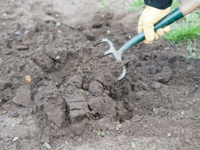 How to Grow Cucumbers From Seeds