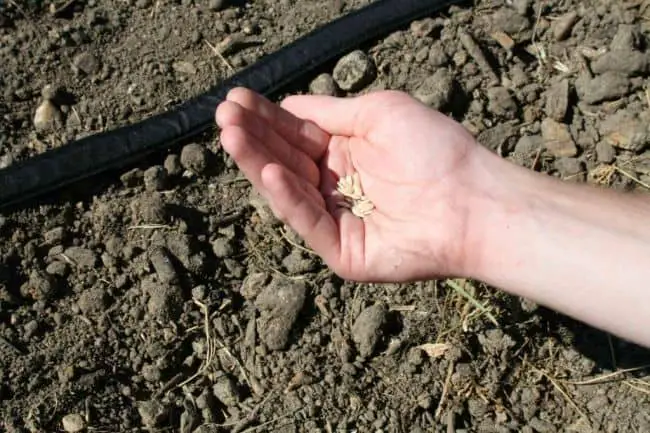 How to Grow Cucumbers From Seeds