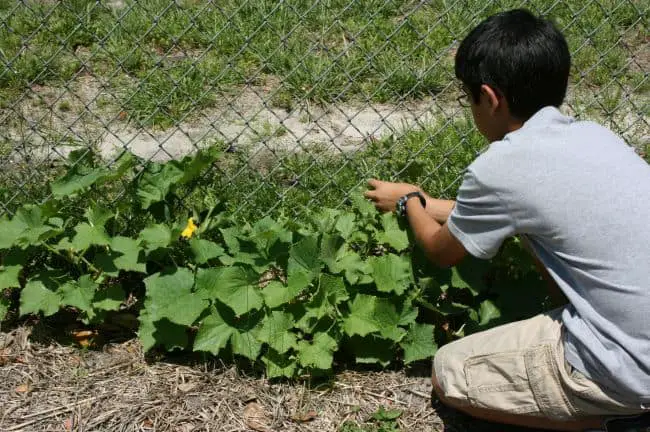 Growing Cucumbers