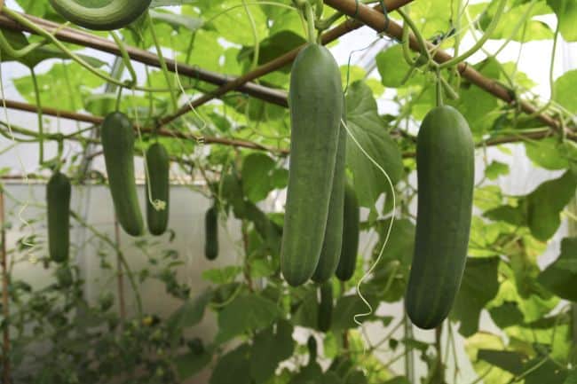 How to Grow Cucumbers Indoors