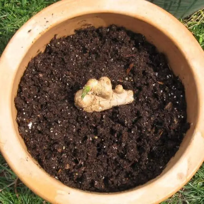 How To Grow Ginger in Pots