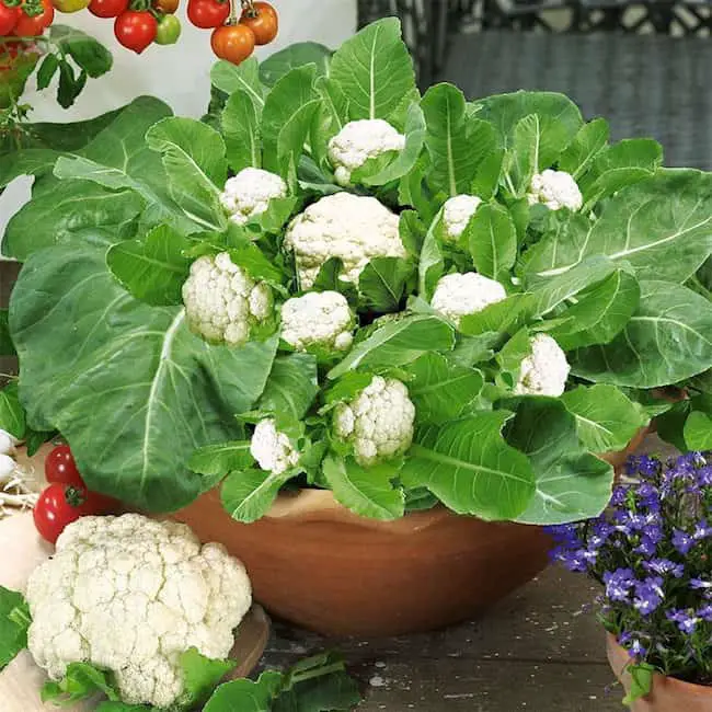 How To Grow Cauliflower In Pots