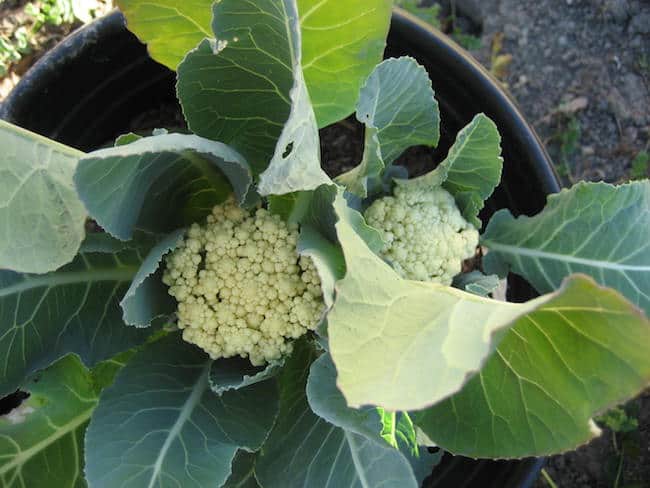 How To Grow Cauliflower From Seeds