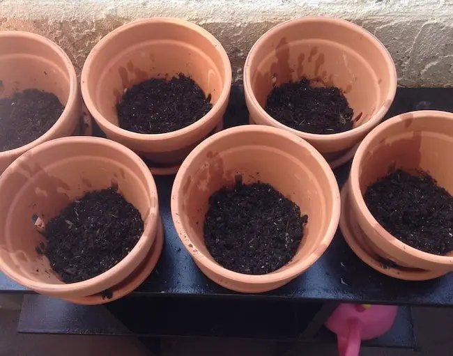 How To Grow Cauliflower