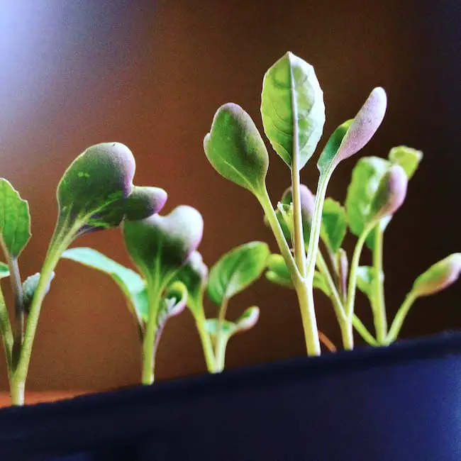 How To Grow Cauliflower From Seeds