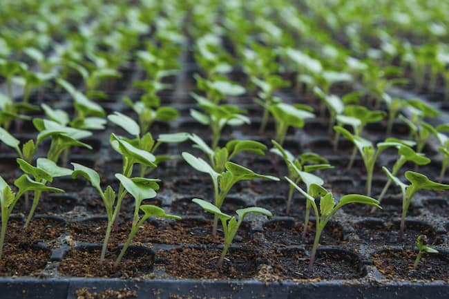 How To Grow Cauliflower From Seeds