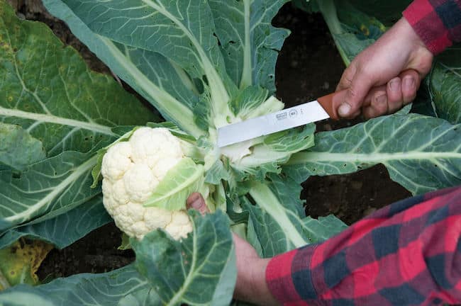 Growing Cauliflower