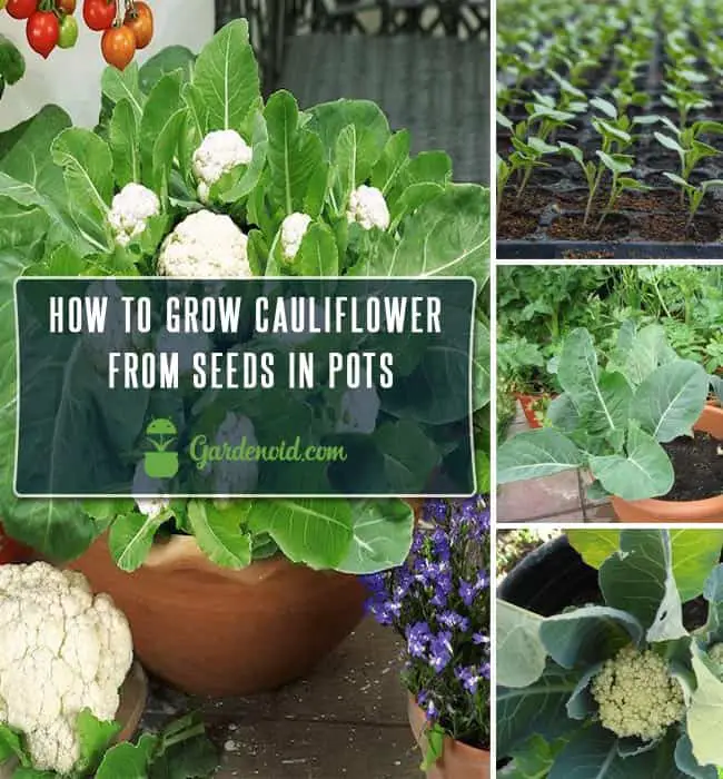 How To Grow Cauliflower From Seeds in Pots