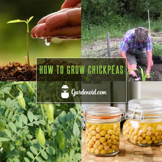 How To Grow Chickpeas