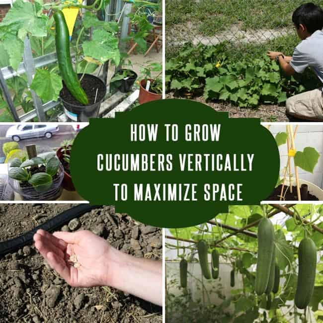 How To Grow Cucumbers