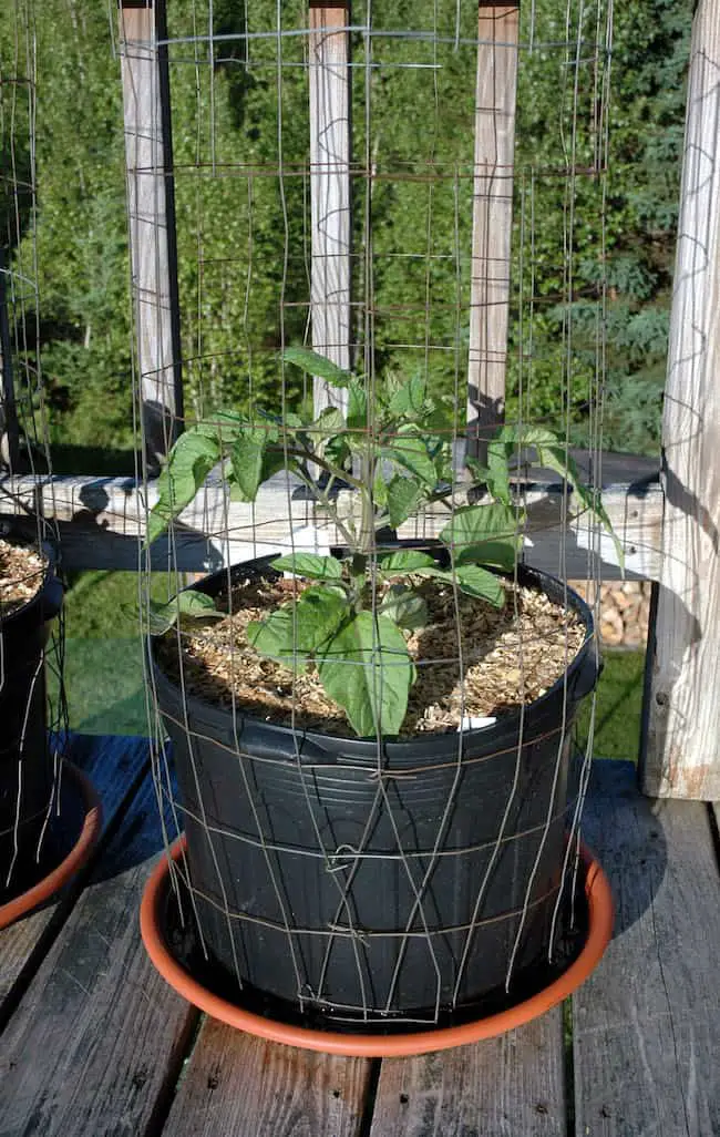 Grow Roma tomatoes in pots