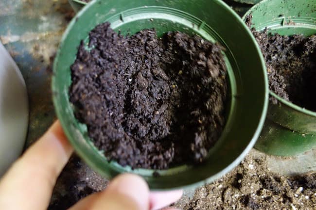 Growing Roma Tomatoes