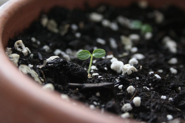 Growing kiwi fruit