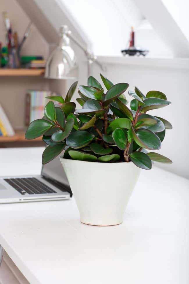 Easy Care Houseplants