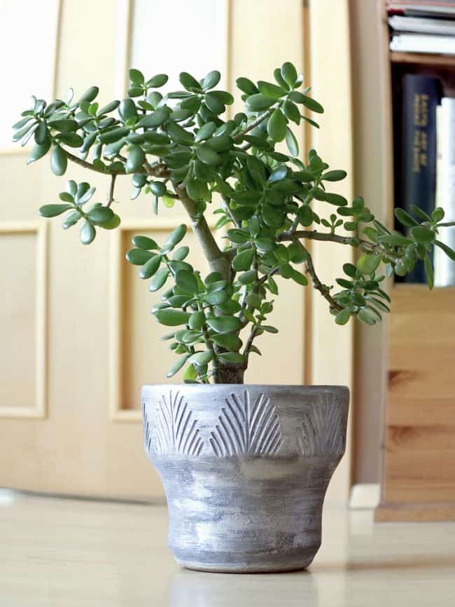 Easy Care Houseplants