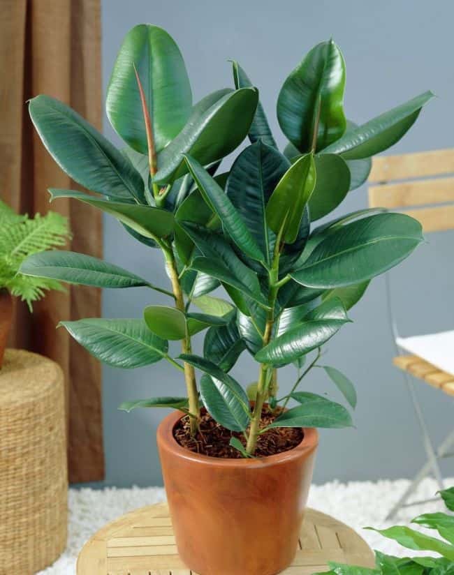 Easy to Grow Houseplants