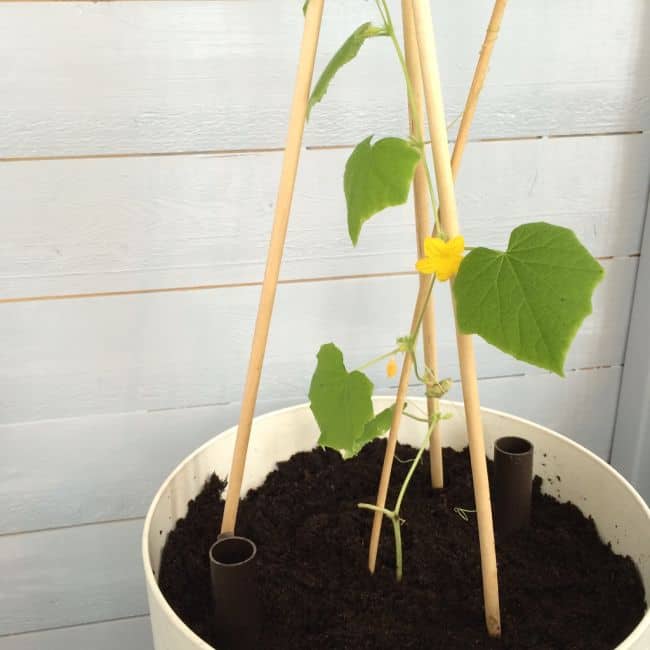 How to Grow Cucumbers Indoors