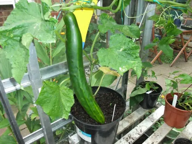 How to Grow Cucumbers Indoors