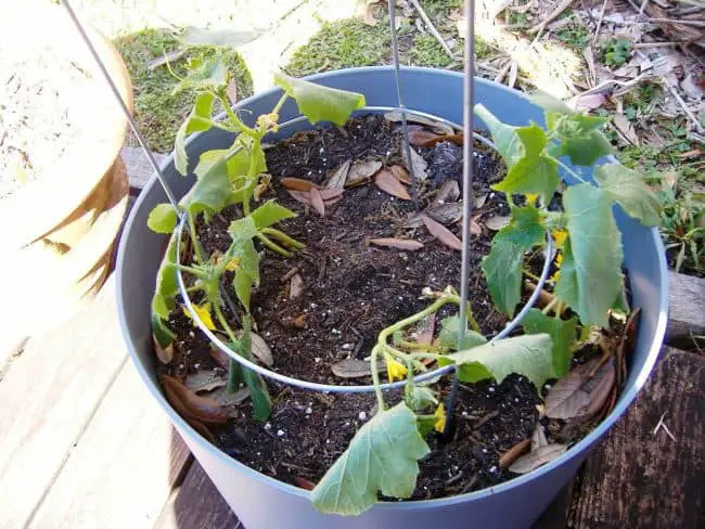 How to Grow Cucumbers From Seeds