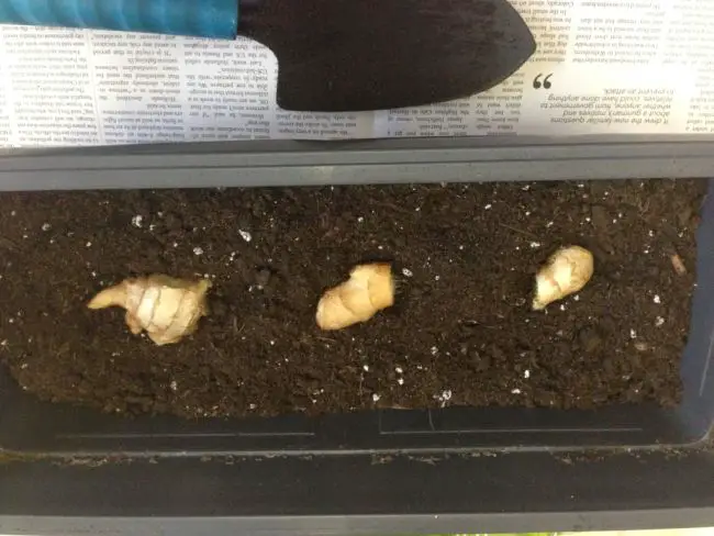 Growing Ginger Indoors