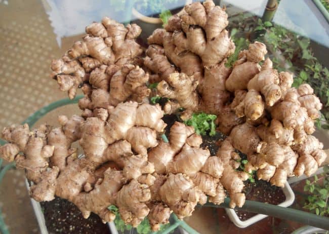 Growing Ginger Indoors