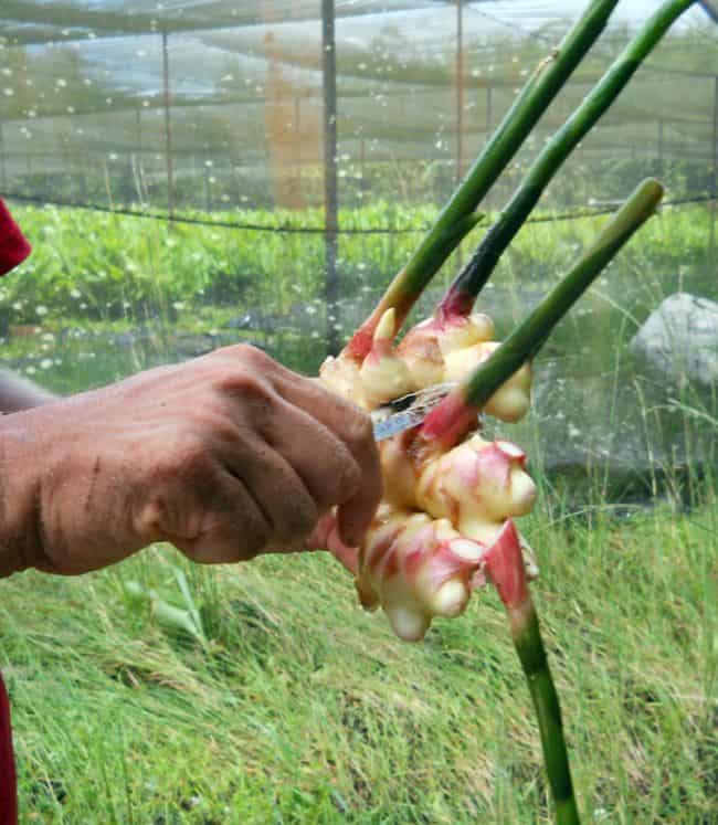 Ginger Plant Care