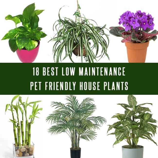 Pet Friendly House Plants
