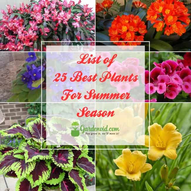 Plants For Summer Season