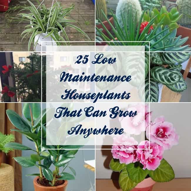 Low Maintenance Houseplants