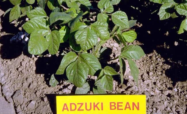 adzuki beans