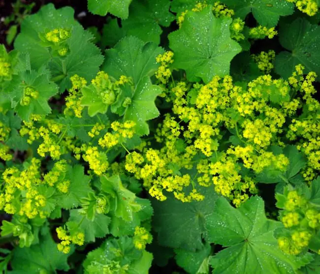 plants that grow in shade