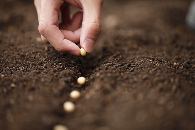 planting banana peppers