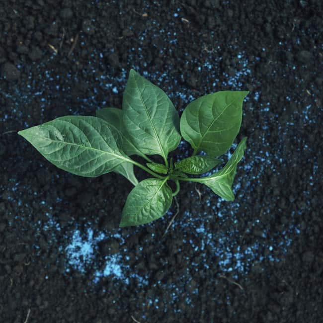 growing banana peppers