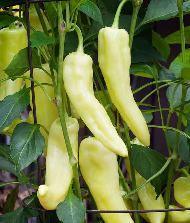 grow sweet banana peppers