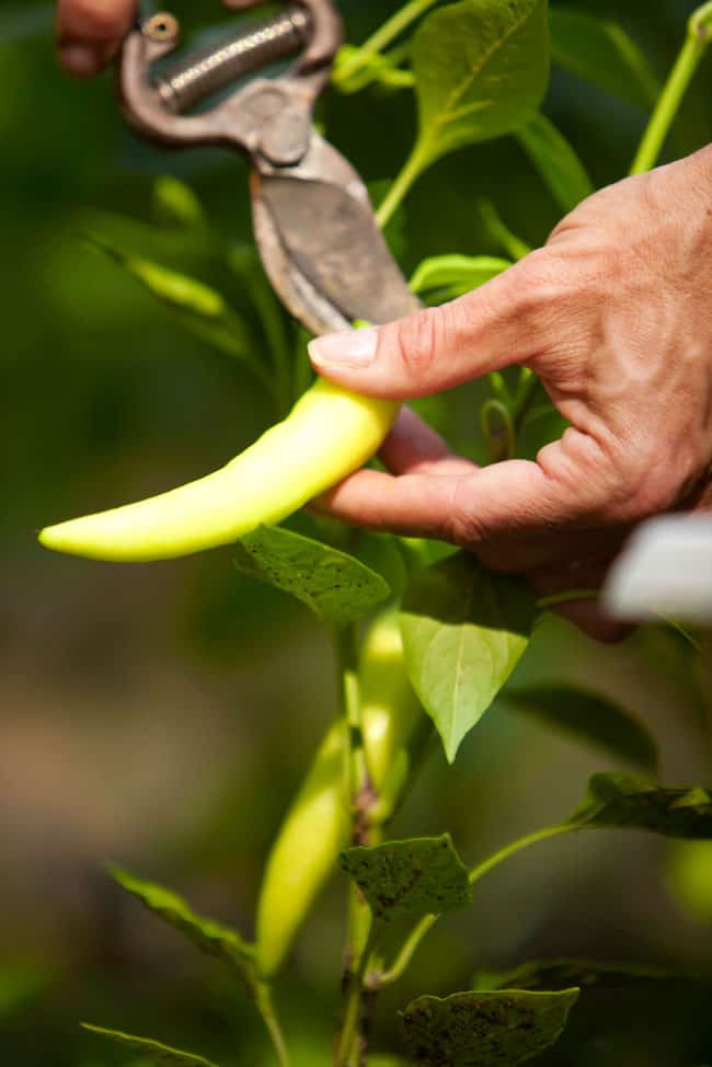 planting banana peppers
