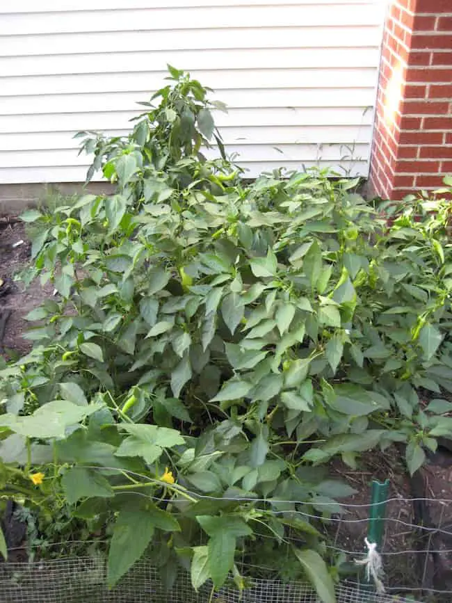 grow banana peppers