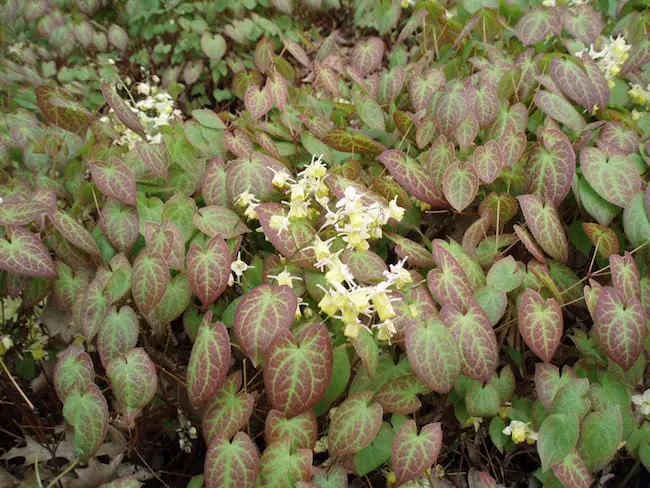 plants that grow in shade