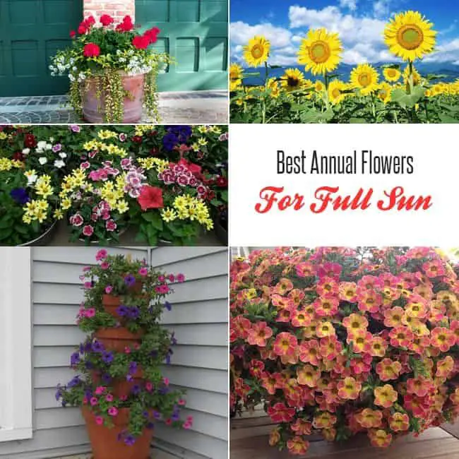 Best Annual Flowers For Full Sun