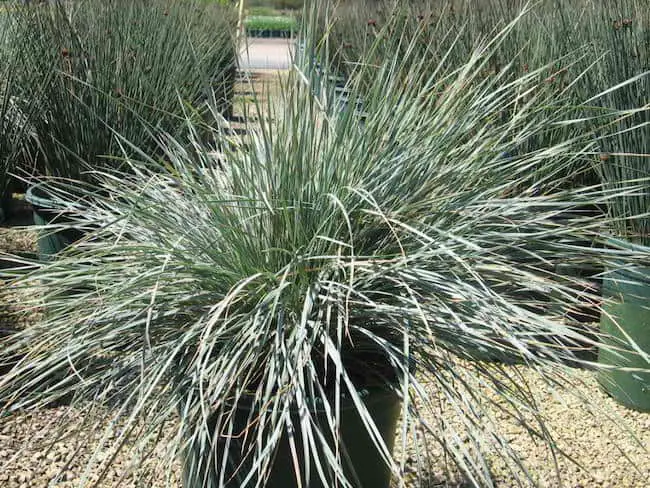 Grow ornamental grass