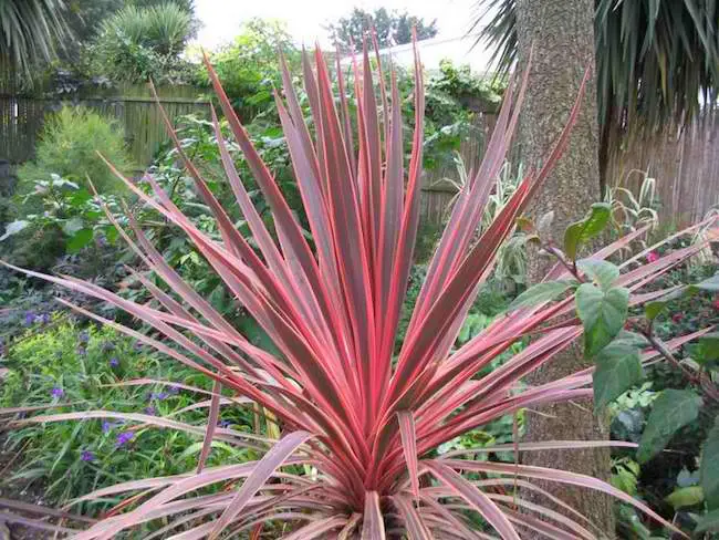 Tropical house plants