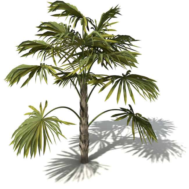 Tropical house plant