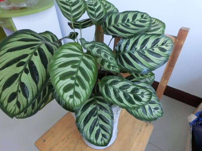  Easy Care Houseplants